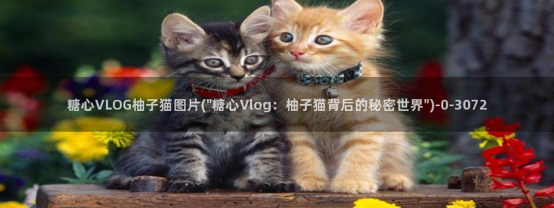 糖心Vlog国产网站：糖心VLOG柚子猫